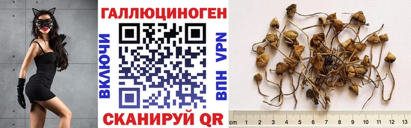 Псилоцибиновые грибы Magic Shrooms  Купить закладки  Можайск 
