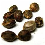 Семена марихуаны АК-47  (Seeds AK-47) в Можайске